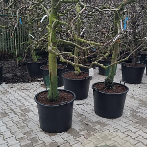 Malus d. 'Elstar' 30-40 cm cont. 130L solitair najaarspotting