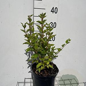Syringa 'Josée' 30-40 cm 3,0L