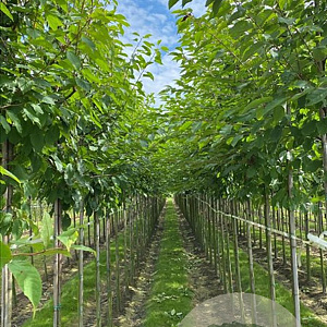 Prunus avium 10-12 HO draadkluit