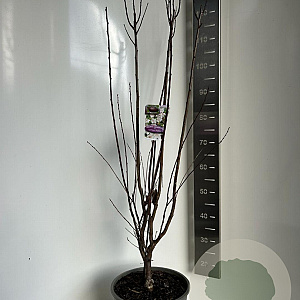 Prunus cer. Crimson Pointe 100-120 cm 10L