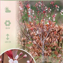 Prunus cistena 60 cm stam 5,0L