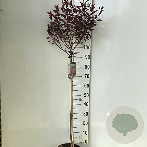 Prunus cistena 90 cm stam 7,5L