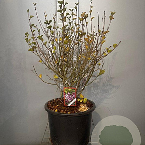 Syringa meyeri 'Palibin' 60-80 cm 20L