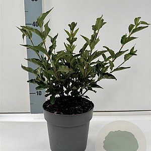 Syringa patula 'Miss Kim' 25-30 cm 2,0L