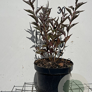 Syringa patula 'Miss Kim' 30-40 cm 3,0L