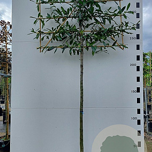 Prunus l. 'Caucasica' 12-14 HO cont. 64L lei 150x150 180 cm stam