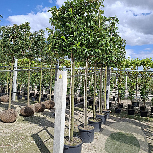 Prunus l. 'Caucasica' 12-14 HO 30L lei 150x150 150 cm stam