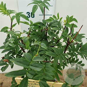 Syringa pinnatifolia 30-40 cm 3,0L