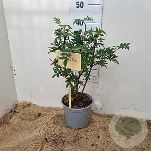 Syringa pinnatifolia 30-40 cm 3,0L