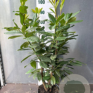 Prunus l. 'Novita' 60-80 cm 5,0L