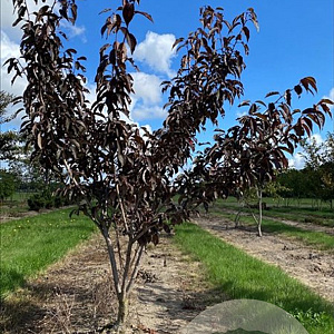 Prunus ser. 'Royal Burgundy' 150-175 cm draadkluit meerstammig 80-100 breed
