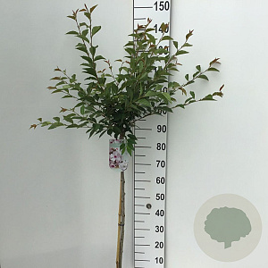 Prunus 'The Bride' 90 cm stam 7,5L