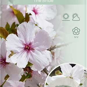 Prunus 'The Bride' 120 cm stam 7,5L