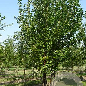 Prunus 'Umineko' 250-300 cm draadkluit meerstammig