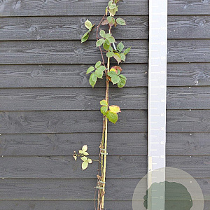 Rubus frut. 'Triple Crown' 150-175 cm vierkant rond 5,5L