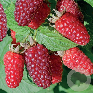 Rubus 'Tayberry' 150-175 cm vierkant rond 5,5L