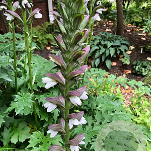 Acanthus 'Summer Beauty' GM P9