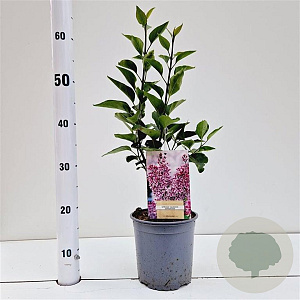 Syringa v. 'Sensation' 30-40 cm 2,5L