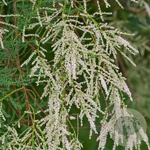Tamarix 'Hulsdonk White' 125-150 cm 40L solitair