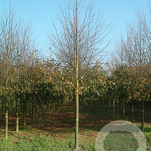 Tilia cordata 'Greenspire' 25-30 HO draadkluit