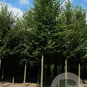 Tilia cordata 'Greenspire' 25-30 HO draadkluit 250 cm stam
