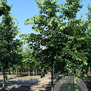 Tilia europaea 'Euchlora' 45-50 HO draadkluit 250 cm stam