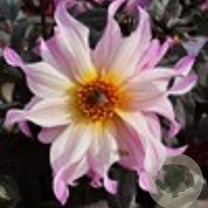 Dahlia 'Bohemian Princess' 50 cm 2,0L