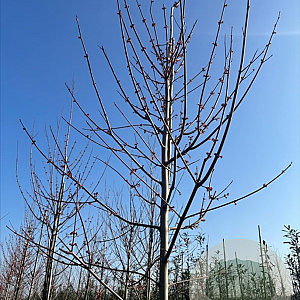 Acer rubrum 'Royal Sunset' 16-18 HO draadkluit 3 X verplant