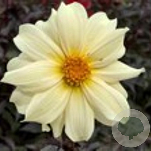 Dahlia 'Dainty Lady' 50 cm P9