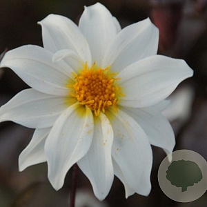 Dahlia 'Little Swan' 40 cm P9