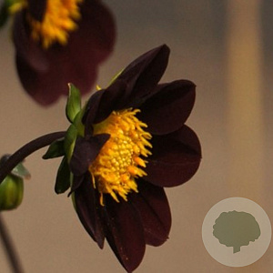 Dahlia 'Mexican Star' 120 cm 2,0L