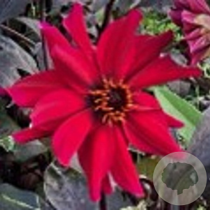 Dahlia 'Pride One' 50 cm 2,0L
