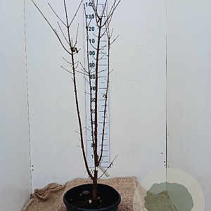 Acer griseum 125-150 cm 20L