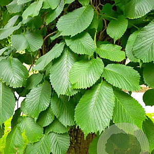 Ulmus glabra 200-250 cm 40L meerstammig