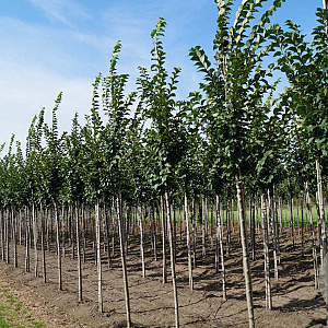 Ulmus 'Lobel' 25-30 HO draadkluit 250 cm stam