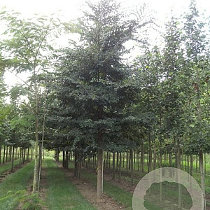 Ulmus minor suberosa 350-400 cm cont. 130L geveerd