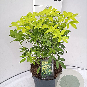 Choisya t. 'Lich' 30-40 cm 5,0L