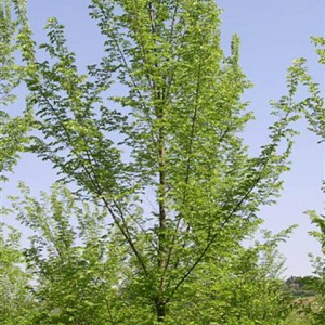 Ulmus 'San Zanobi' 18-20 HO draadkluit