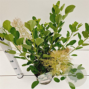 Cotinus cog. 'Young Lady' 30-40 cm 3,0L