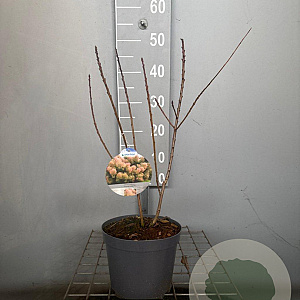 Cotinus cog. 'Young Lady' 30-40 cm 3,0L