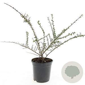 Cotoneaster conspicuus decorus GM C1.3