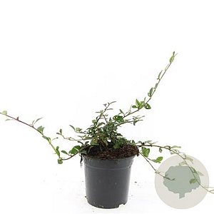 Cotoneaster dammeri GM C1.3