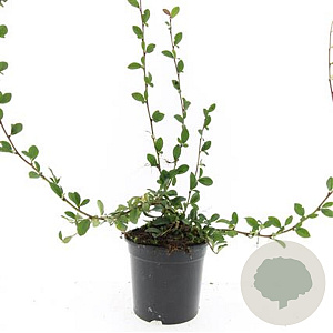 Cotoneaster dam. 'Major' GM C1.3