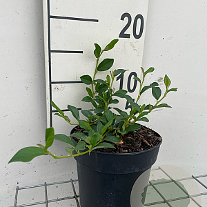 Cotoneaster dam. 'Major' GM C1.3