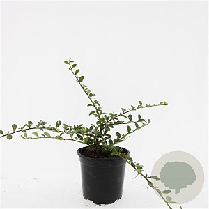 Cotoneaster dam. 'Miranda' GM C1.3