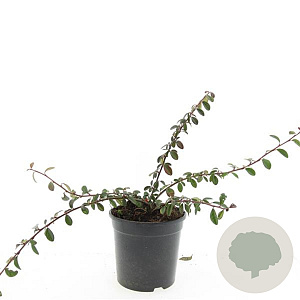 Cotoneaster dam. 'Miranda' GM C1.3