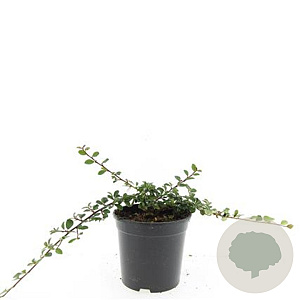 Cotoneaster dam. 'Mooncreeper' GM C1.3