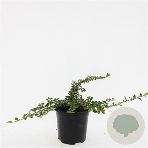 Cotoneaster dam. 'Mooncreeper' GM C1.3