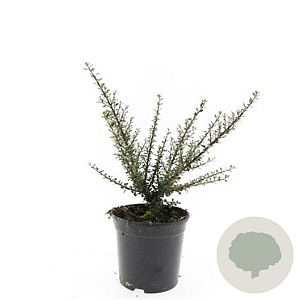 Cotoneaster m. 'Tanja' GM C1.3