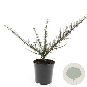Cotoneaster m. 'Tanja' GM C1.3